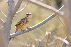 Campylorhynchus gularis