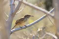 Campylorhynchus gularis