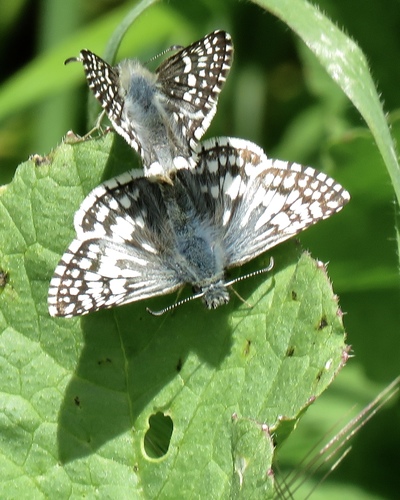 Common Checkered-Skipper, Alemany Farm, San Francisco, CA, US, photo 10 of 10
