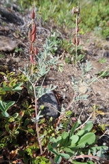 Astragalus australis