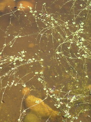 Callitriche marginata