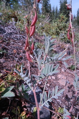 Astragalus australis