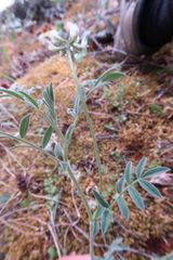 Astragalus australis