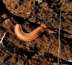 Brachycybe rosea