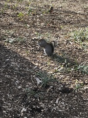 Sciurus carolinensis