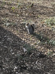 Sciurus carolinensis