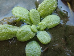 Callitriche marginata