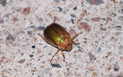 Mimela specularis