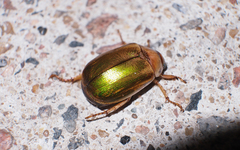 Mimela specularis