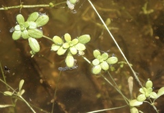 Callitriche marginata
