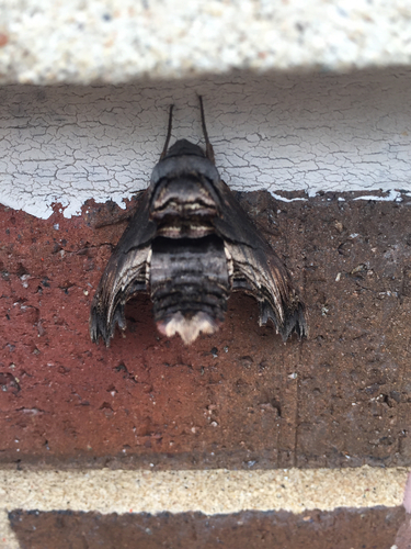 Sphecodina abbottii