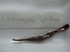 Cauloramphus spiniferum