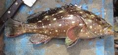 Epinephelus labriformis