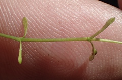 Callitriche marginata