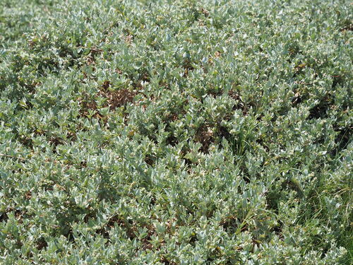 Image of Atriplex maximowicziana by no rights reserved