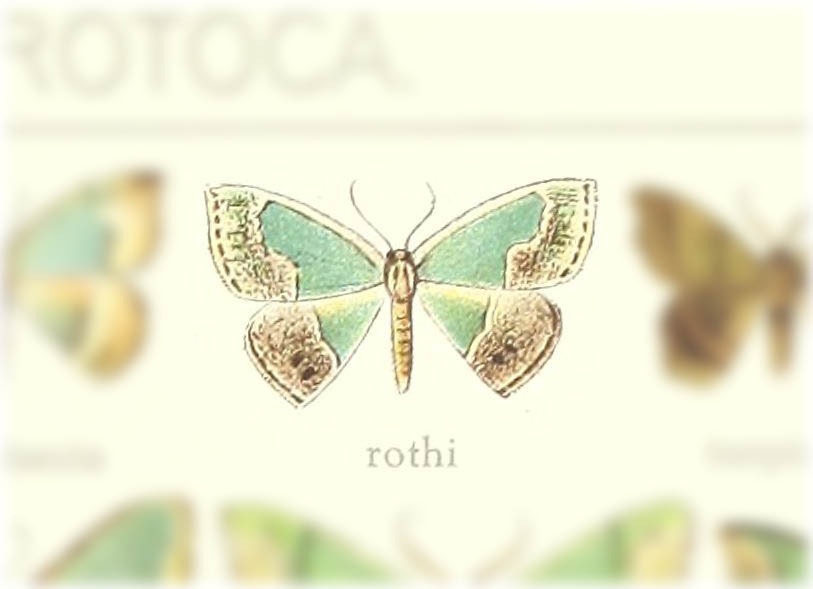 Chlorodrepana rothi