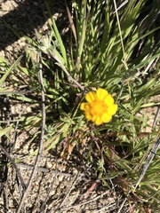 Eriophyllum ambiguum