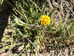 Eriophyllum ambiguum