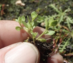 Lysimachia minima