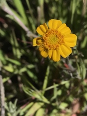 Eriophyllum ambiguum