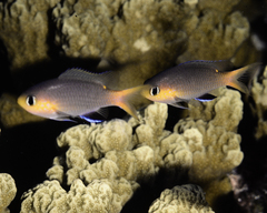 Pycnochromis acares
