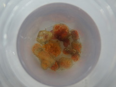 Aplidium proliferum