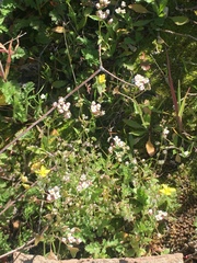 Micranthes californica