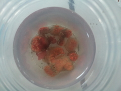 Aplidium proliferum