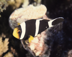 Amphiprion tricinctus