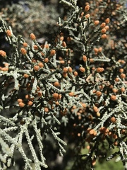 Cupressus nevadensis