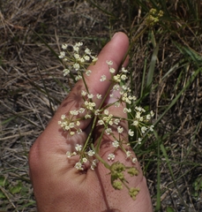 Tiedemannia filiformis image