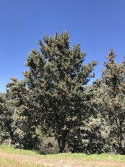 Cupressus nevadensis