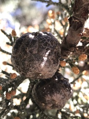 Cupressus nevadensis