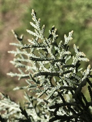 Cupressus nevadensis