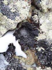 Umbilicaria havaasii
