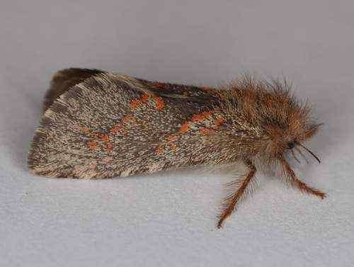 Orange-Lined Ghost Moth photo 5