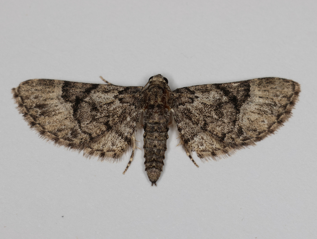Eupithecia edna