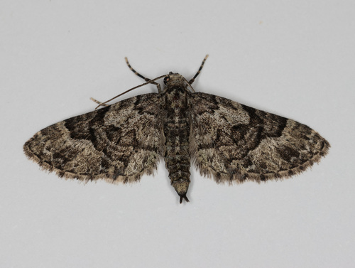 Eupithecia edna photo 2