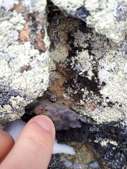 Umbilicaria havaasii