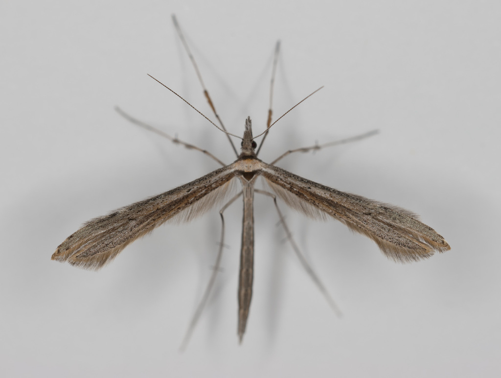 Snout Plume Moth