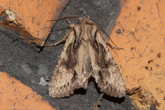 Ichneutica averilla