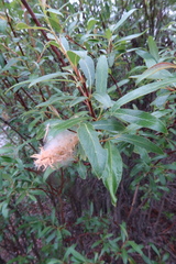 Salix arbusculoides