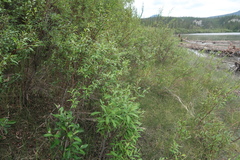 Salix arbusculoides