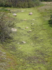 Callitriche marginata