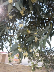 Eucalyptus