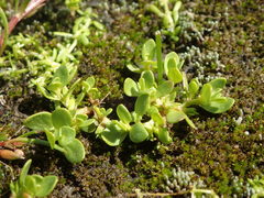 Lysimachia minima