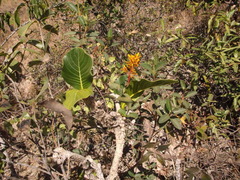 Palicourea rigida