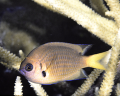 Pycnochromis pacifica
