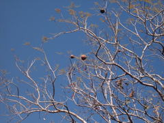 Magonia pubescens