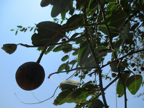 Image of Capparis tomentosa by no rights reserved